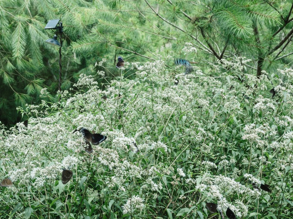 露營日記-悅日松林露營區