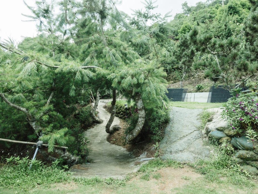 露營日記-悅日松林露營區